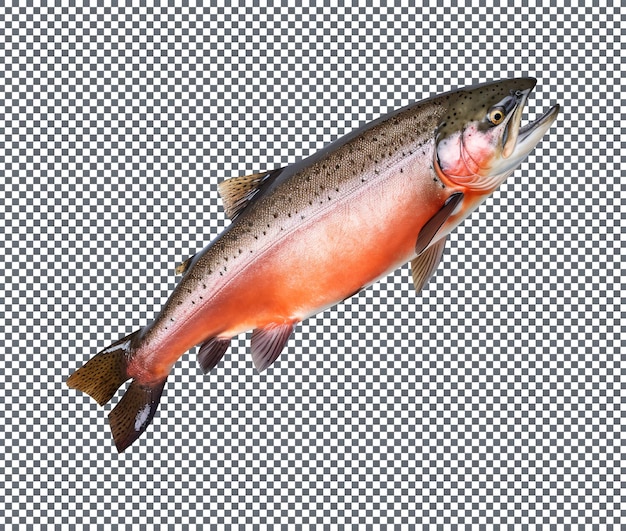 Arctic char a cold water fish isolated on transparent background
