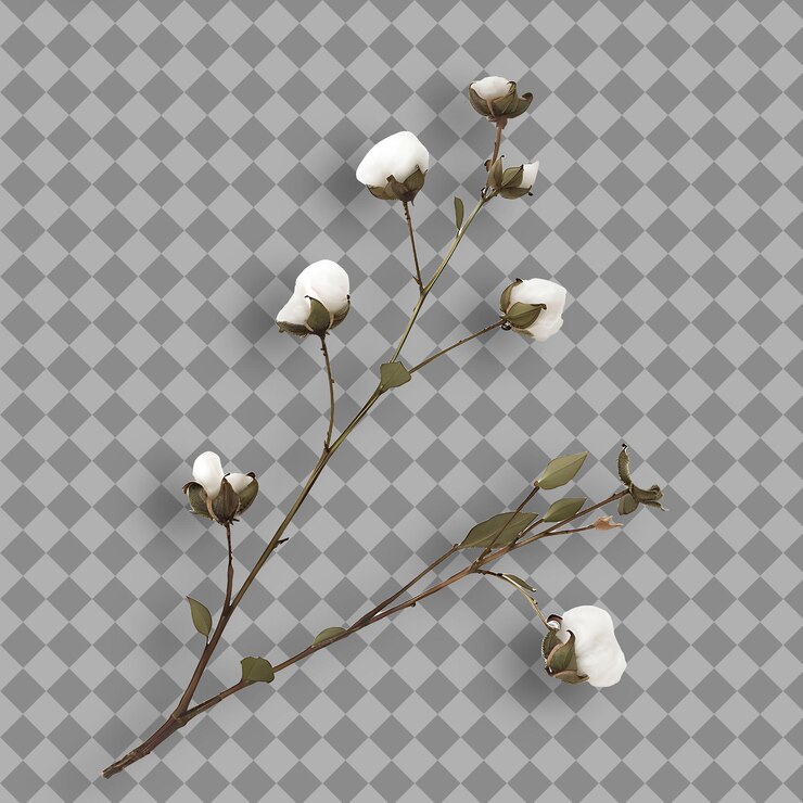 PSD arctic cotton grass branch low growing and tufted with grass isolated branch on clean background