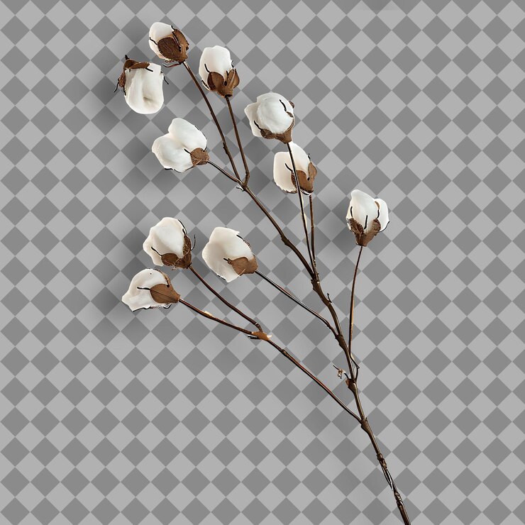 PSD arctic cotton grass branch low growing and tufted with grass isolated branch on clean background