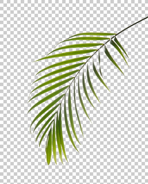 PSD areca palm leaf foliage plant png transparency