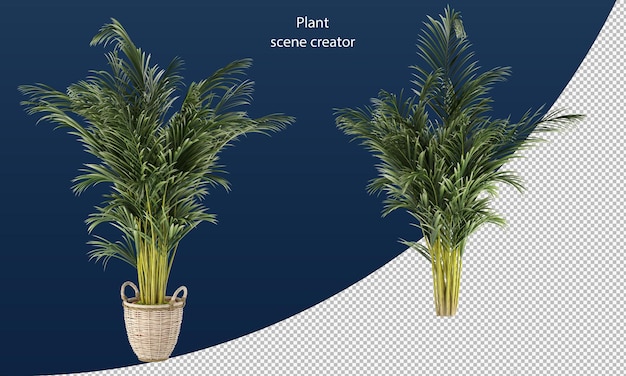 PSD areca palm in pot areca palm rendering isolated