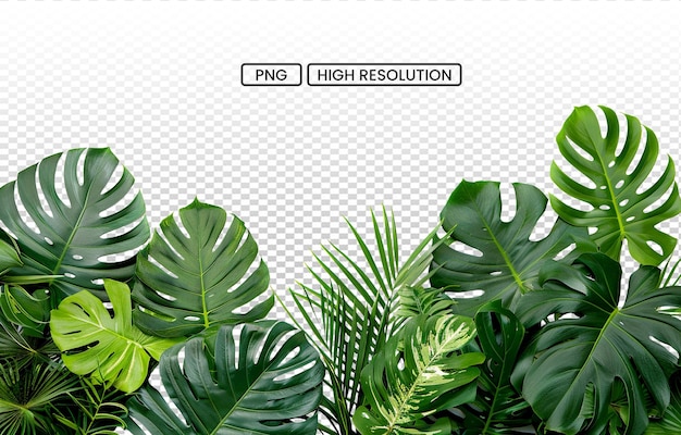PSD Расположение зеленых тропических листьев листья растений кустарник прозрачный фон