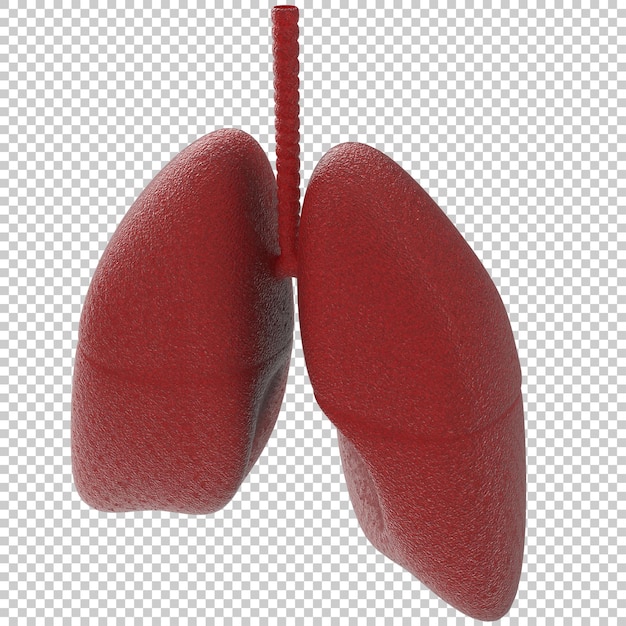 Artistic human lungs isolated on transparent background 3d rendering illustration