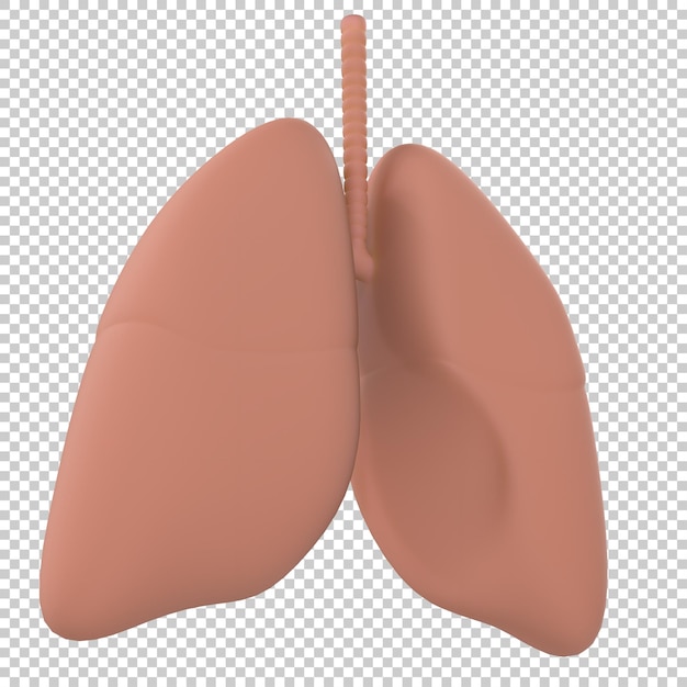 Artistic human lungs isolated on transparent background 3d rendering illustration