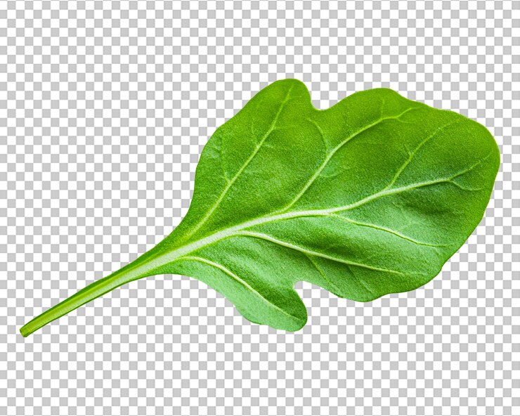 PSD arugula liść przezroczyste tło png