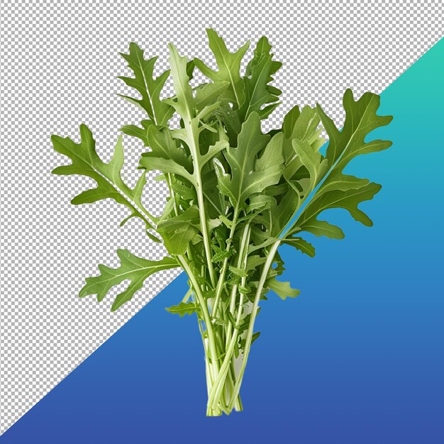 Arugula png