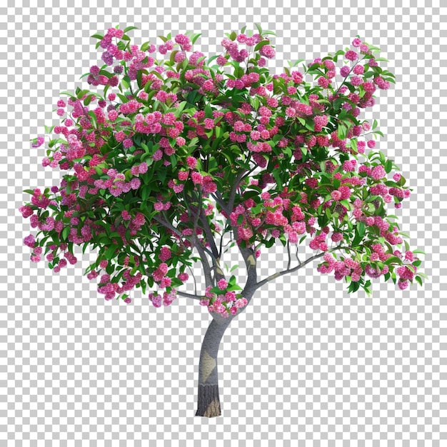 As tulp bonsai bloesem boom met roze bloemen geïsoleerd op doorzichtige achtergrond