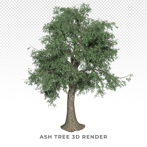 Ash tree 3d render