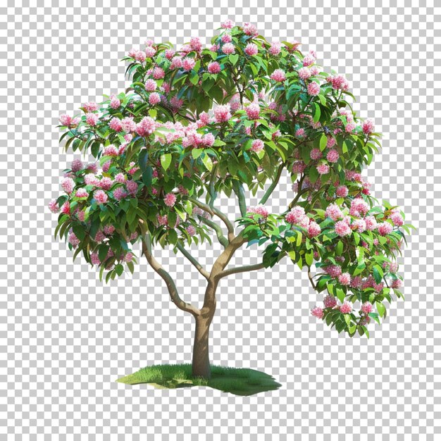 PSD ash tulip bonsai blossom tree with pink flowers isolated on transparent background