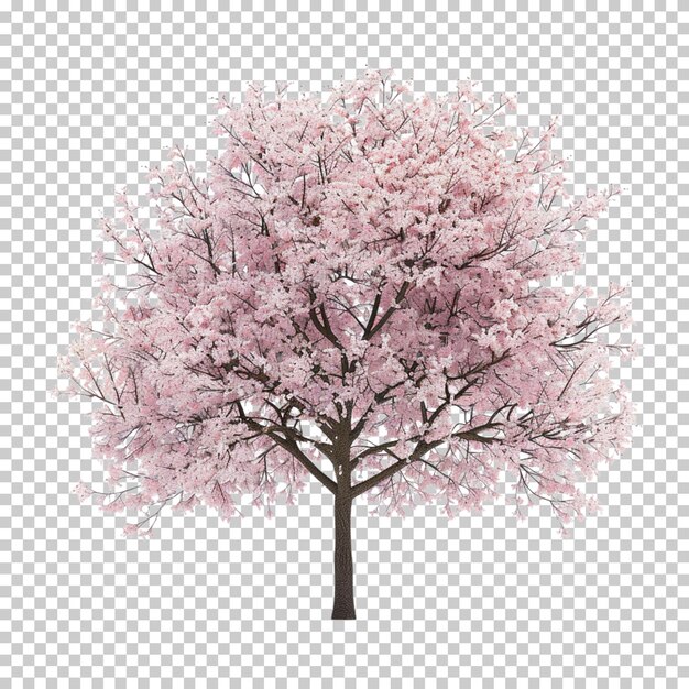 Albero a fiori di tulipano con fiori rosa isolati su uno sfondo trasparente