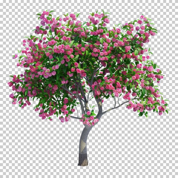 Ash tulip bonsai blossom tree with pink flowers isolated on transparent background