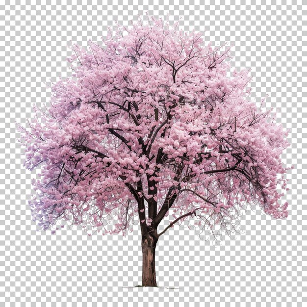 Albero a fiori di tulipano con fiori rosa isolati su uno sfondo trasparente