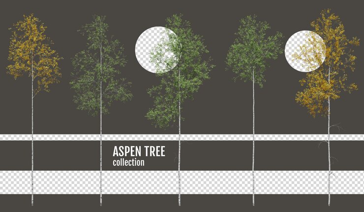 PSD aspen tree on a transparent background