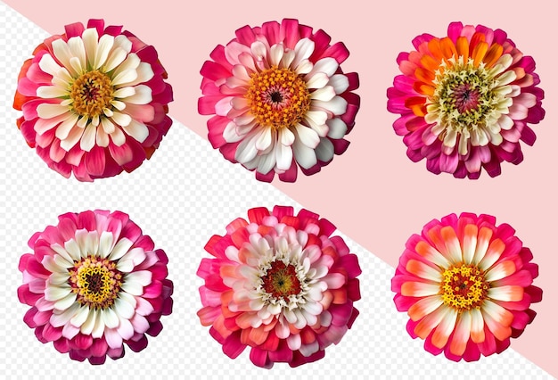 透明な png 背景にさまざまな二色のジニアの花頭