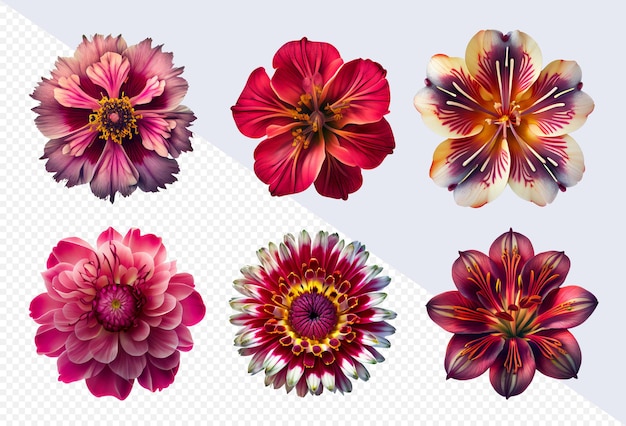 PSD assorted fantasy flowers on transparent png background flatlay top view of pink and red flowers