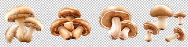 PSD assorted fresh mushrooms isolated on transparent background