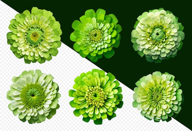 Assorted green zinnia flower heads on transparent PNG background