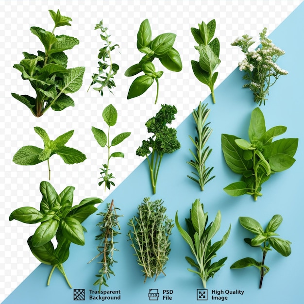 PSD assorted herbs isolated over blue isolated background