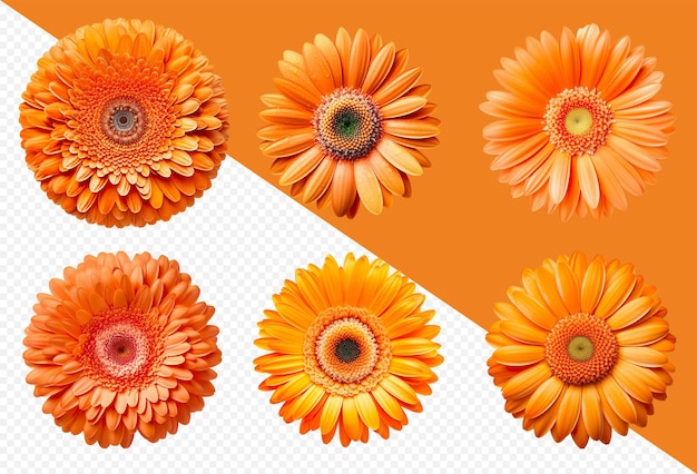 Assorted orange gerbera daisy flower heads on transparent PNG background