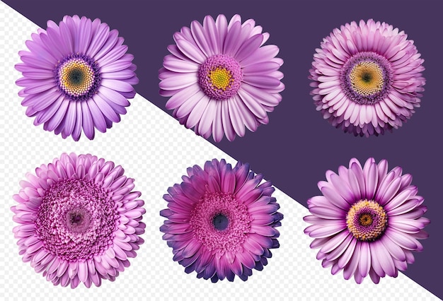 Assorted purple gerbera daisy flower heads on transparent PNG background