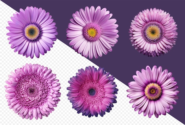 Assorted purple gerbera daisy flower heads on transparent png background