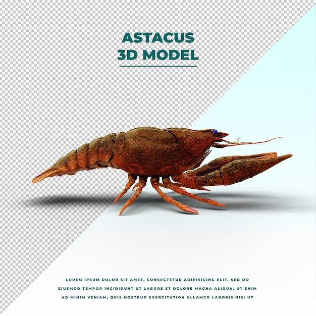 Astacus