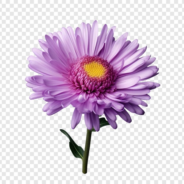 PSD aster flower isolated on transparent background