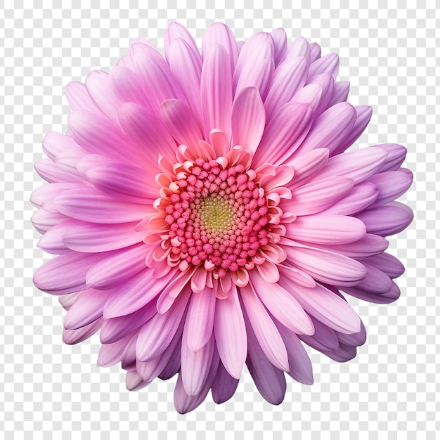 PSD aster png isolated on transparent background