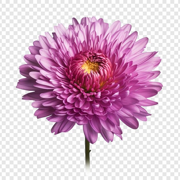 PSD aster png isolated on transparent background