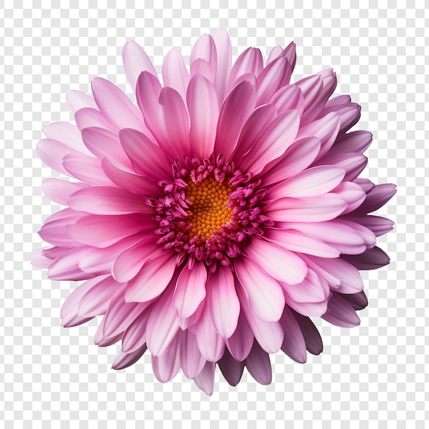 PSD aster png isolated on transparent background