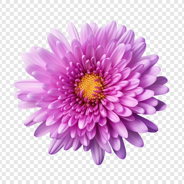 Aster png isolato su sfondo trasparente