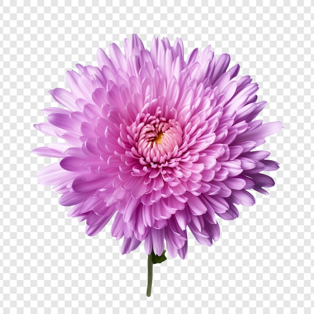 PSD aster png isolated on transparent background