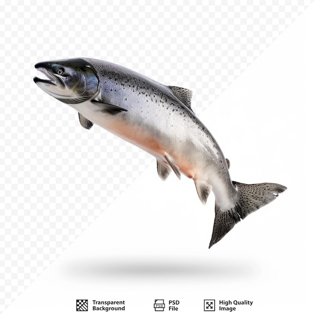 PSD atlantic salmon jump pose isolated