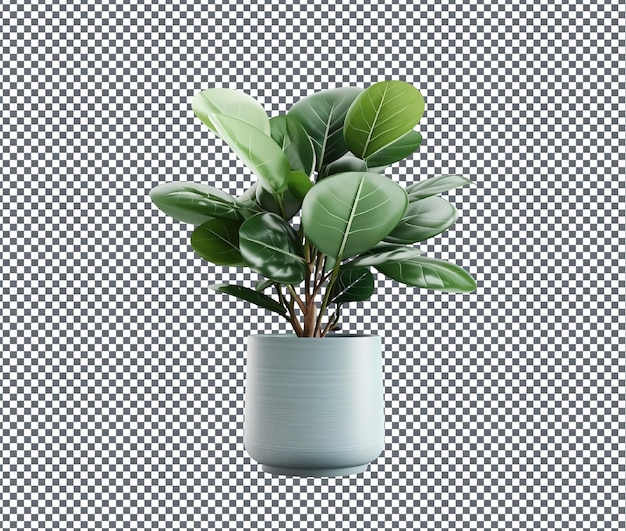 Attractive decorative houseplant isolated on transparent background