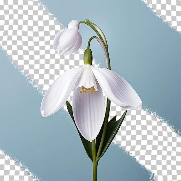 Окленд, новая зеландия, демонстрирует одинокий белый цветок подснежника на прозрачном фоне.
