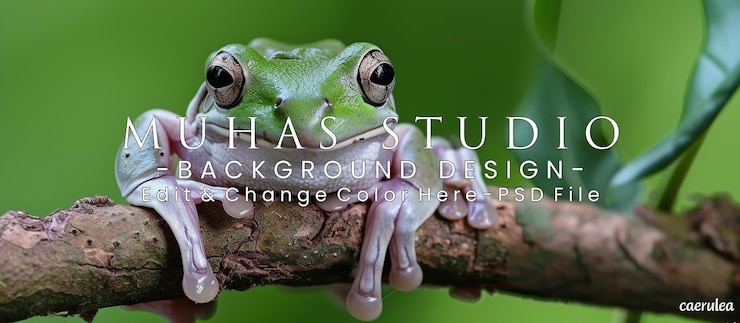 PSD australian whites tree frog sitting on branch green tree frog litoria caerulea closeup