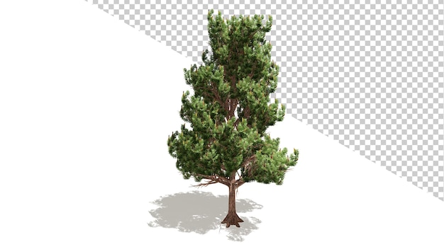 Austrian pine flowers tree with isolated tree 3d render