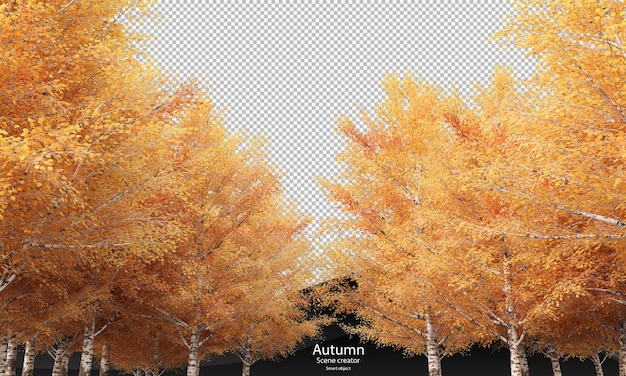 PSD autumn birch trees birch in autumn clipping path