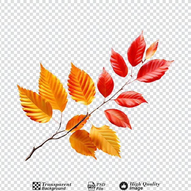 PSD autumn fall leaves on a branch isolated on transparent background