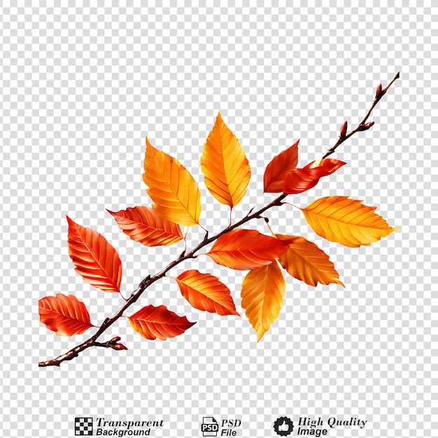 PSD autumn fall leaves on a branch isolated on transparent background