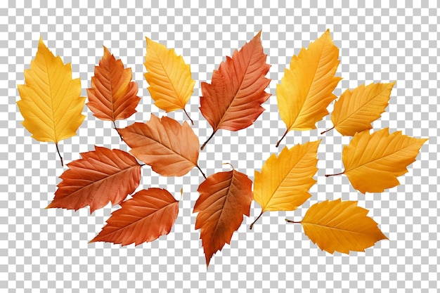 PSD autumn fall leaves isolated on transparent background png psd