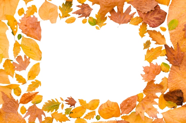 Autumn foliage frame design