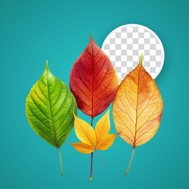 PSD autumn forest leaves