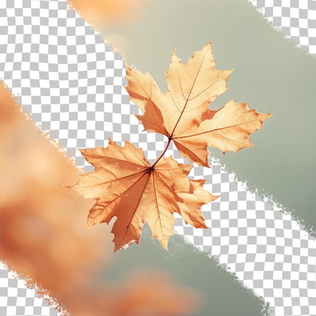 PSD autumn leaf closeup against transparent background