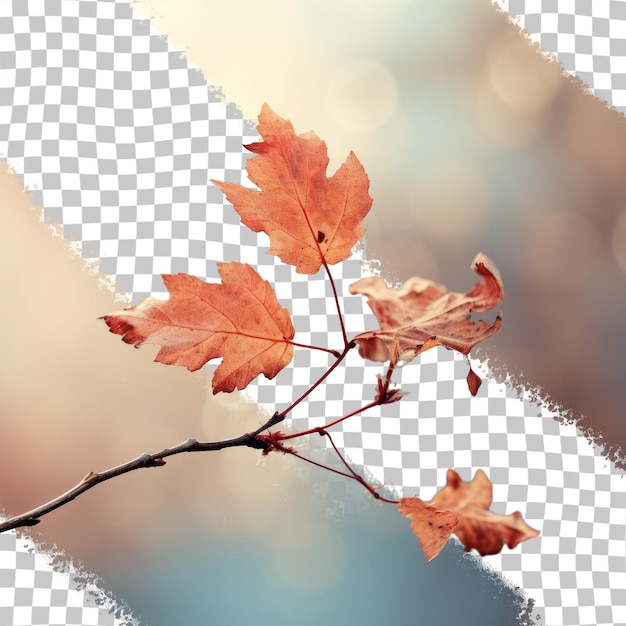 Autumn leaf closeup against transparent background