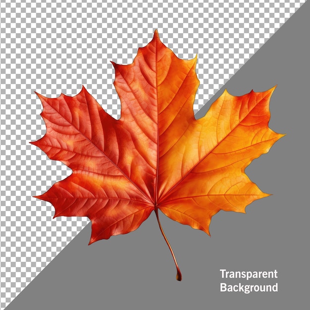 PSD autumn leaf isolated transparent background png