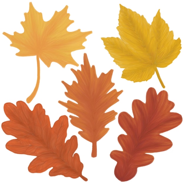 PSD autumn leaf painting elements