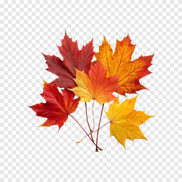 Autumn Leaves Collection isolated on a Transparent White Background 2