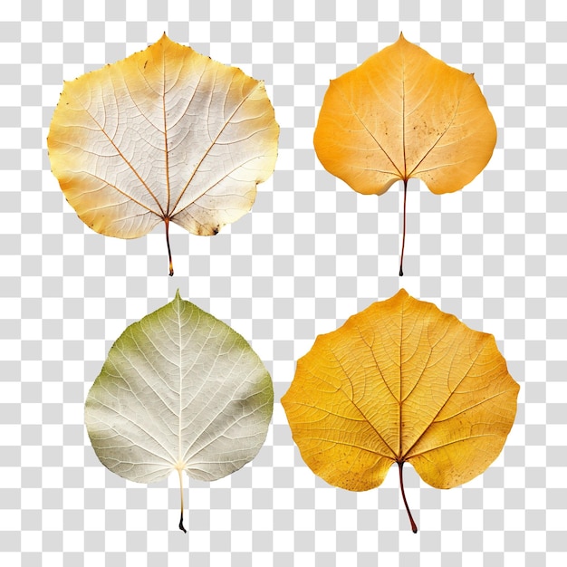 PSD foglie d'autunno isolate su sfondo trasparente png psd