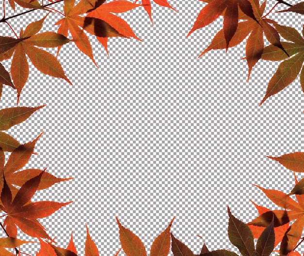 PSD autumn leaves isolated on white background